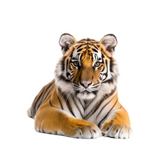 Obraz premium Majestic Bengal Tiger Cub Lying Down, Isolated on Transparent background