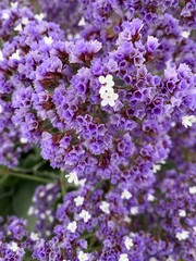 Purple and white  flowers macro.