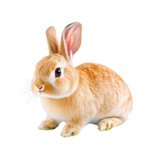 Fototapeta premium Adorable Orange Bunny Rabbit Sitting on White Background