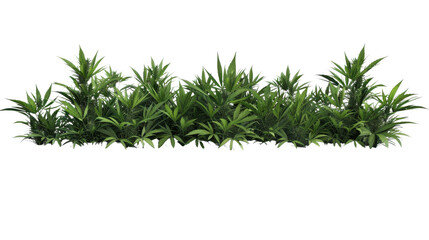 Tropical plants forming a lush green hedge on transparent background