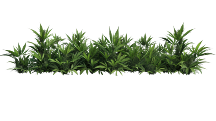 Tropical plants forming a lush green hedge on transparent background