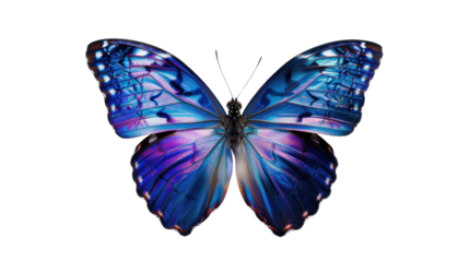Morpho butterfly showing iridescent blue wings on transparent background