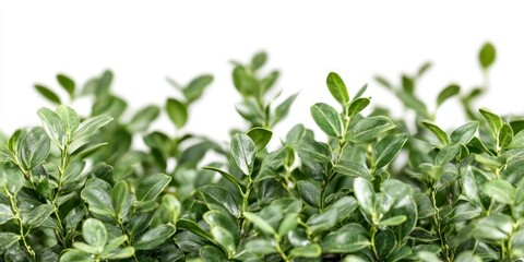 Close-up of green leaves on a boxwood tree against a white background, with the foreground in focus and a blurred bokeh effect in the background. A simple nature concept for design or wallpaper.