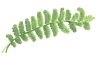 flowers and leaves in pictures illustrator2D