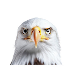 Fototapeta premium Majestic Bald Eagle Portrait Close-up of a Powerful Bird of Prey