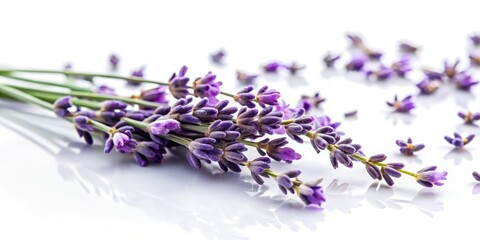 Naklejka premium Lavender buds and petals slowly falling from the branch onto a soft white background, delicate, petal