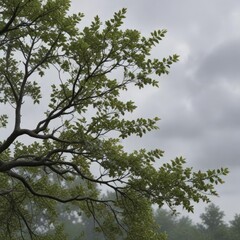 Fototapeta premium Leafy branches stretch towards the grey, overcast sky , foliage, tree, nature