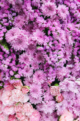 Fototapeta premium Purple flowers for the background