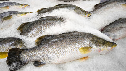 Obraz premium Sea bass in ice in seafood restaurant