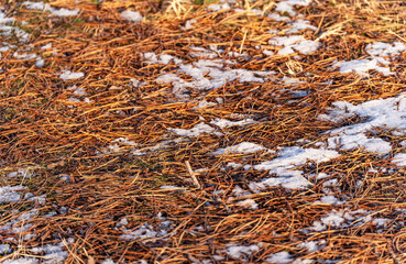 A close-up of long pine needles lying in a thick layer among melting snow on wet ground illuminated by the sun.