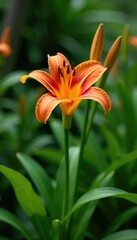 Obraz premium Orange canna lily in a garden amidst greenery, foliage, plant, branches