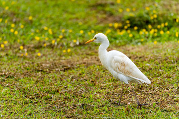 Obraz premium Close-up of Western Cattle Egret (Bubulcus ibis)
