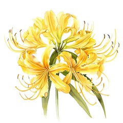 Obraz premium Watercolor Yellow Spider lily Isolated on White Background. Beautiful Spider lily Flower