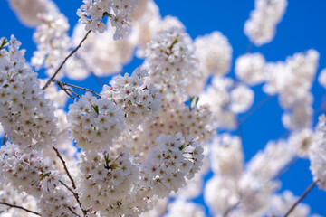 Pear blossom. Cherry tree blossom. White and pink plum tree blossoms in early spring, nature flowers background. Spring branch covered with white flowers. Blooming branch for spring design background.