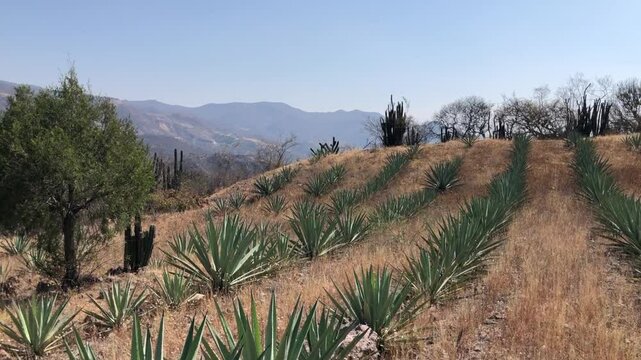 Rows of espadin "smallsword", (Agave angustifolia), the predominant agave in Oaxaca, Mexico, used for making mezcal.