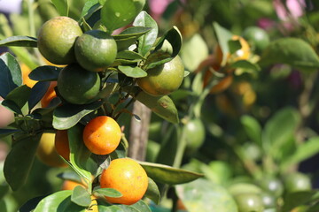 Oranges on the tree in the garden