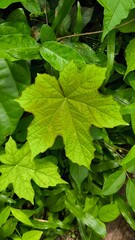 Green leaves for background