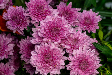Pink chrysanthemum with dew drops in early morning