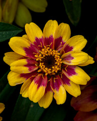 Orange and red zinnia flowers in beautiful morning light with a closeup view 