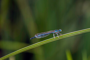 Platycnemis pennipes