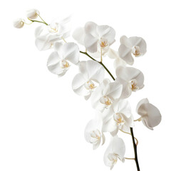 Fototapeta premium A delicate branch of white orchids showcasing numerous blooms and buds.
