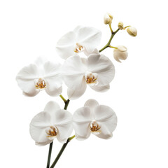 Obraz premium A delicate arrangement of white orchid flowers showcasing their intricate shapes and soft textures.