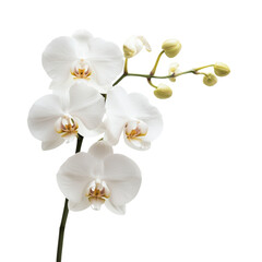 A delicate white orchid with multiple blossoms and buds on a slender stem.