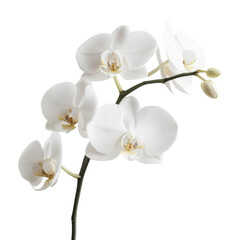 Fototapeta premium A delicate cluster of white orchids with multiple blooms and buds, showcasing elegant petal shapes and a graceful stem.