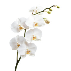 Fototapeta premium A delicate white orchid with multiple blossoms and budding flowers on a slender stem.