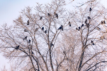 A flock of rooks, illuminated by the sun, sits on the bare branches of a tree in winter against the background of a gray cloudless sky.