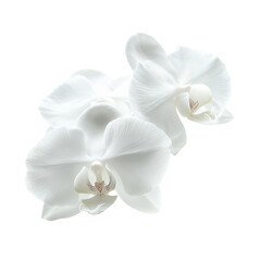 Two elegant white orchids with delicate petals and subtle details.