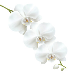 Fototapeta premium A delicate cluster of white orchids showcasing smooth petals and intricate details at the center.