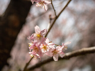 早咲きの桜の花が満開になる