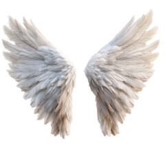 Fototapeta premium A pair of angel wings
