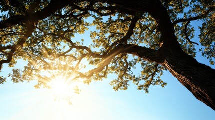 Wisdom Tree of Knowledge A large, sprawling oak tree with intricate branches and roots, sun shining through its leaves, symbolizing growth and wisdom