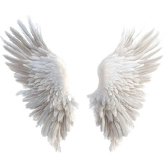 Obraz premium A pair of angel wings