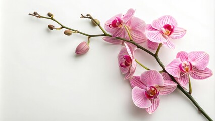Pink orchids isolated on white surface with stem, delicate petals, white background, orchid flowers