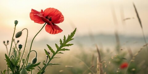 Naklejka premium Red poppy flower against a soft blurred background, delicate, red poppy, background, isolated, gentle