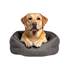 Obraz premium Adorable Golden Labrador Retriever Relaxing in a Cozy Gray Dog Bed