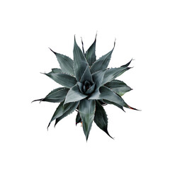 Fototapeta premium Agave or Aqava americana isolated on white background