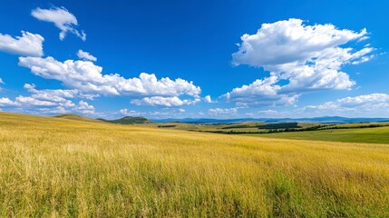 Obraz premium Expansive Golden Field Under Bright Blue Sky with Fluffy Clouds