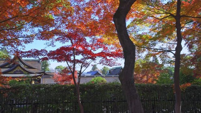京都　北野天満宮の本殿と紅葉