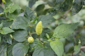 Obraz premium Cayenne pepper has a very spicy taste