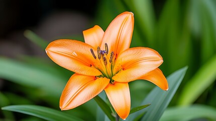 Fototapeta premium Vibrant Orange Lily Flower Blooming Among Green Leaves