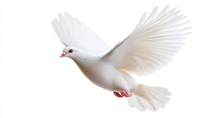 Fototapeta premium White Dove in Flight with Outstretched Wings Against Bright Background