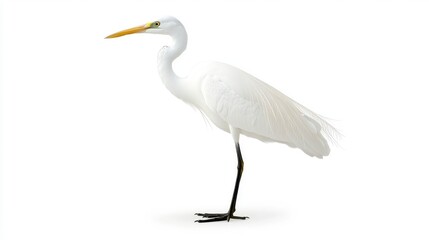 Obraz premium Elegant Great Egret Stands Gracefully Against White Background
