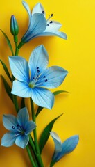 Fototapeta premium Soft blue petals unfurl on a yellow background, flowers, nature