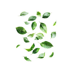healthy green leaves floating png