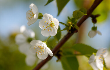 Obraz premium A branch with white flowers on it