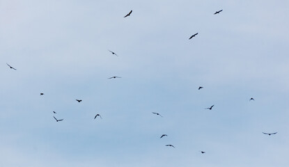 A flock of birds flying in the sky